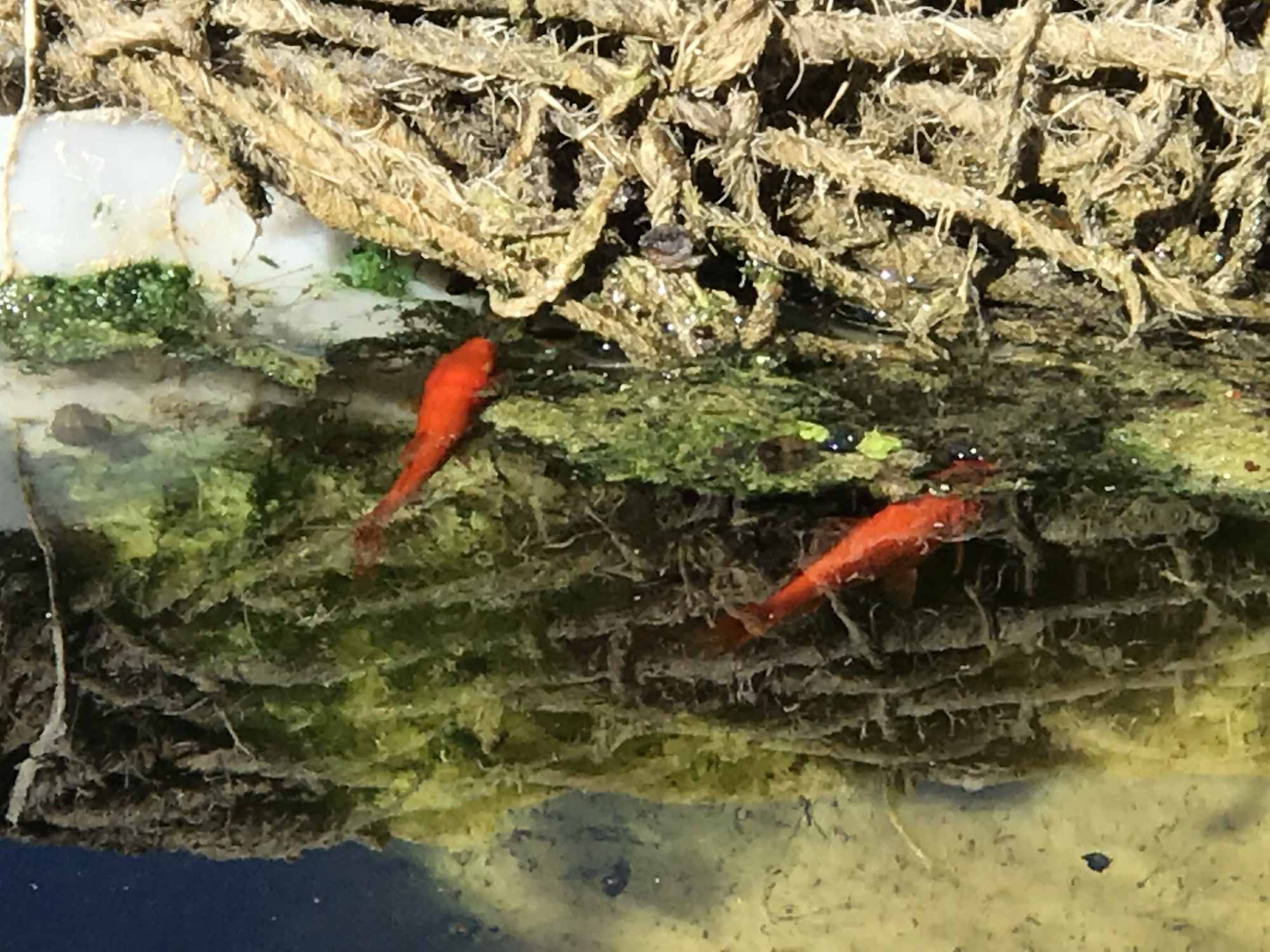 Gold Fish Foraging in IBC Tote Chinampa Aquaculture Island Water Garden 03