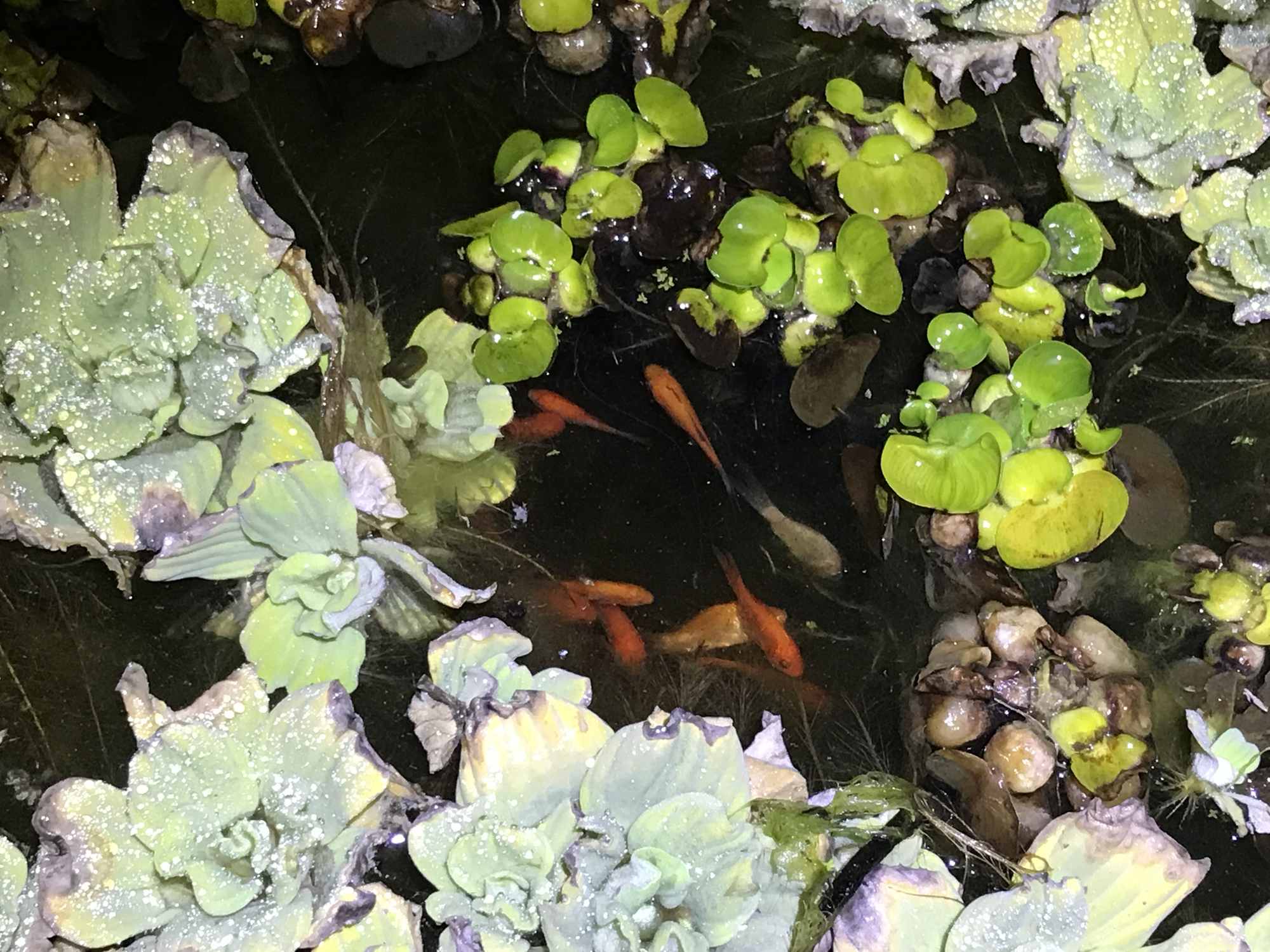 Gold Fish Foraging in IBC Tote Chinampa Aquaculture Island Water Garden 04