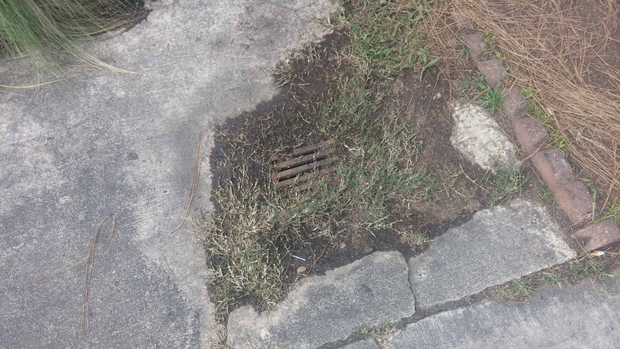 Grass Growing in Clogged Drain