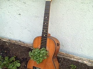 Guitar Herb Planter in the Survival Garden