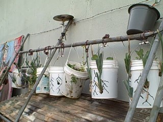 Hanging Bucket Gardens in the Survival Garden