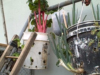 Hanging Buckets in the Survival Garden