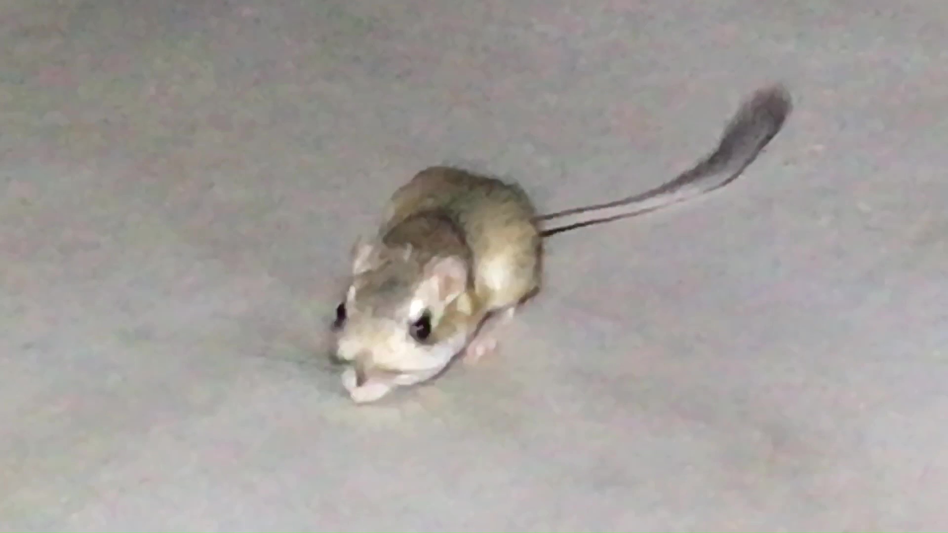 Hanging Out With A Shy But Curious And Friendly Daily Visiting Dancing And Jumping Kangaroo Rat