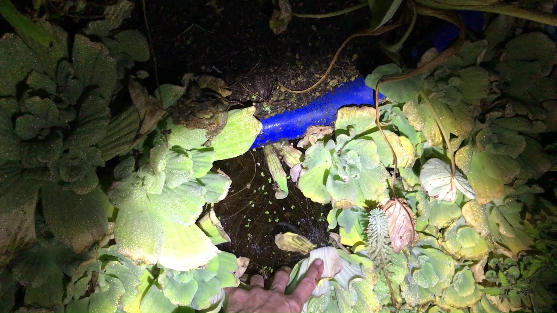 Harvesting Duck Weed From Above Ground Pool Chinampa Island Water Garden