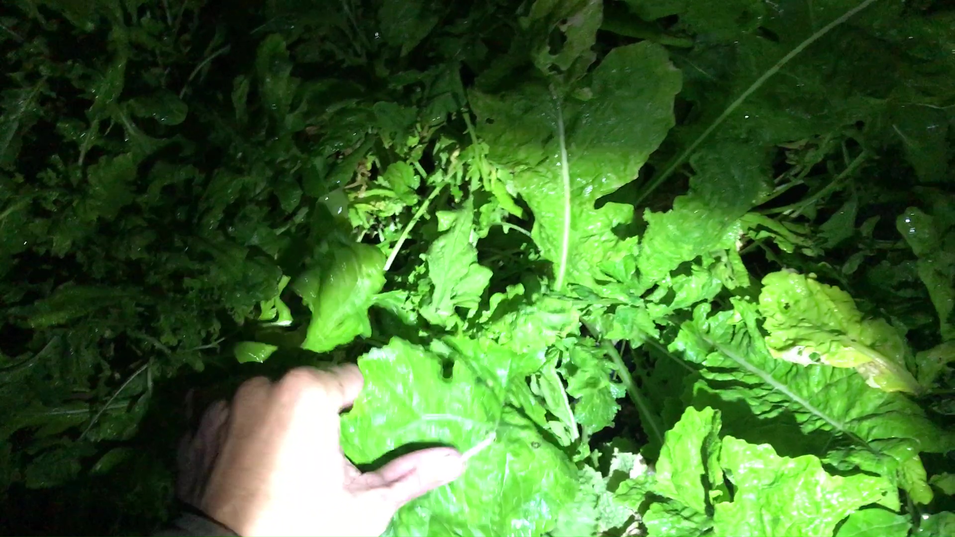 Harvesting Mustard Greens From Wading Pool Container Garden