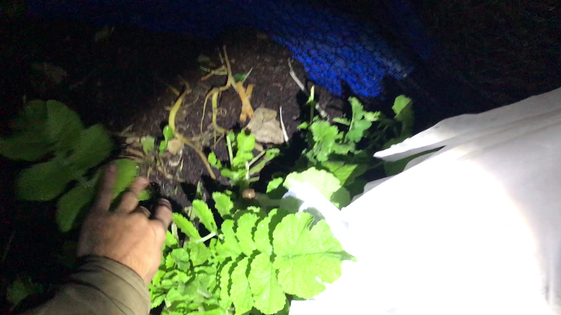 Harvesting Radish Greens From Wading Pool Container Garden