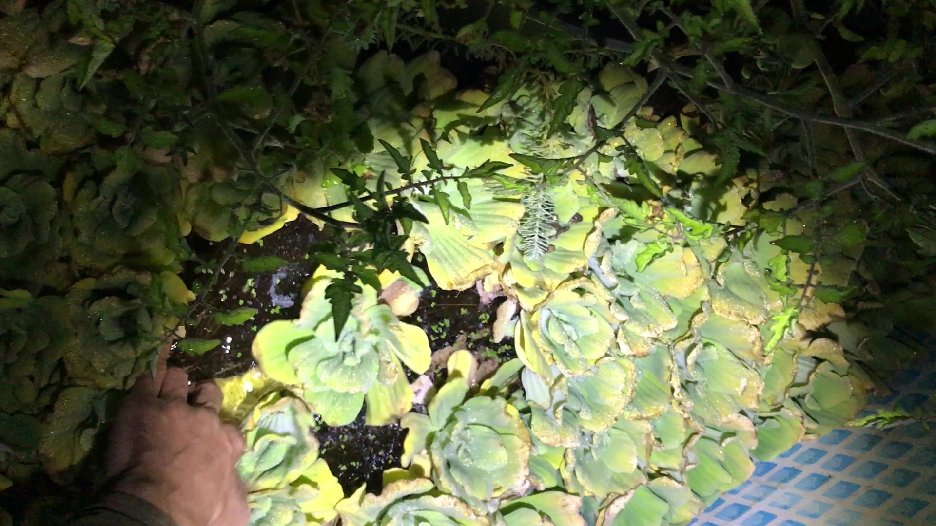 Harvesting Water Lettuce From Above Ground Pool Chinampa Island Water Garden