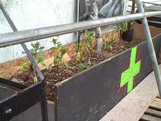 Herbal First Aid in the Survival Garden