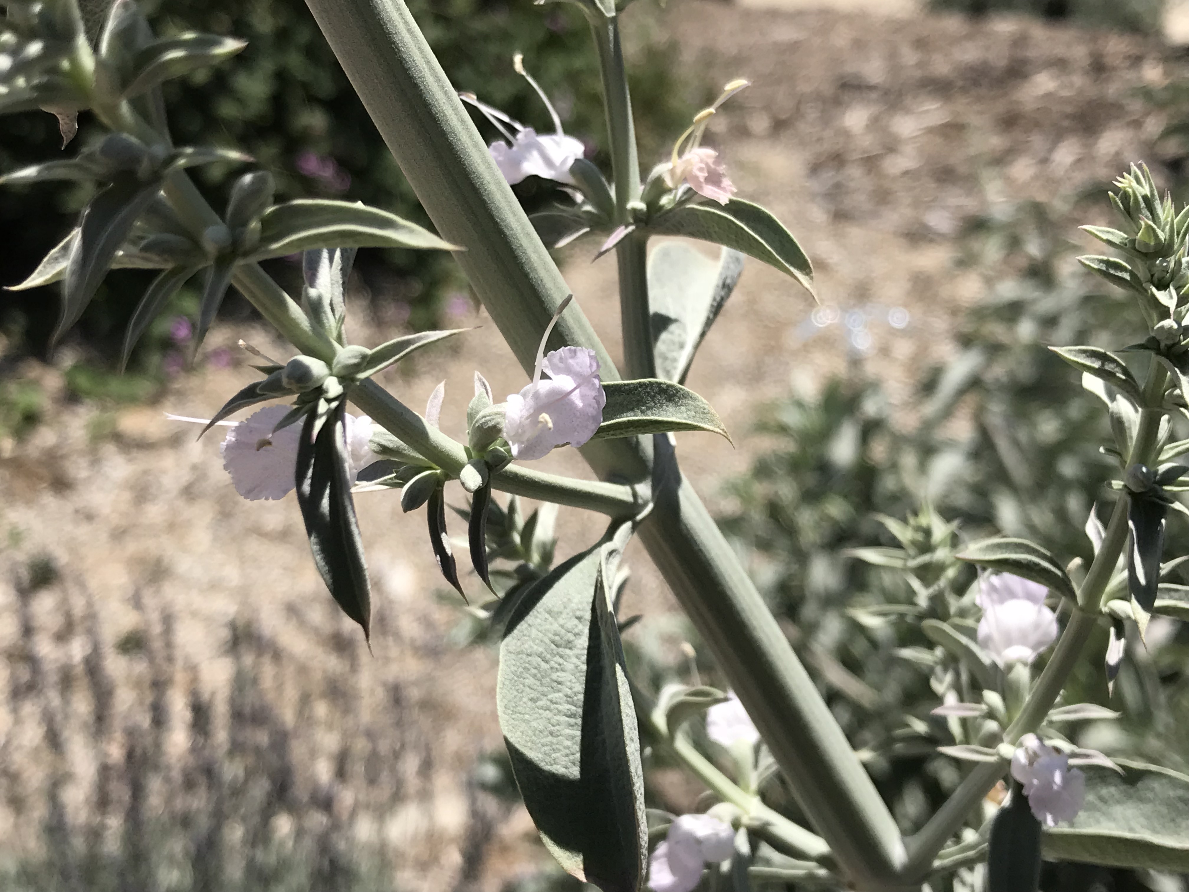 Home Grown White Sage Plant 01