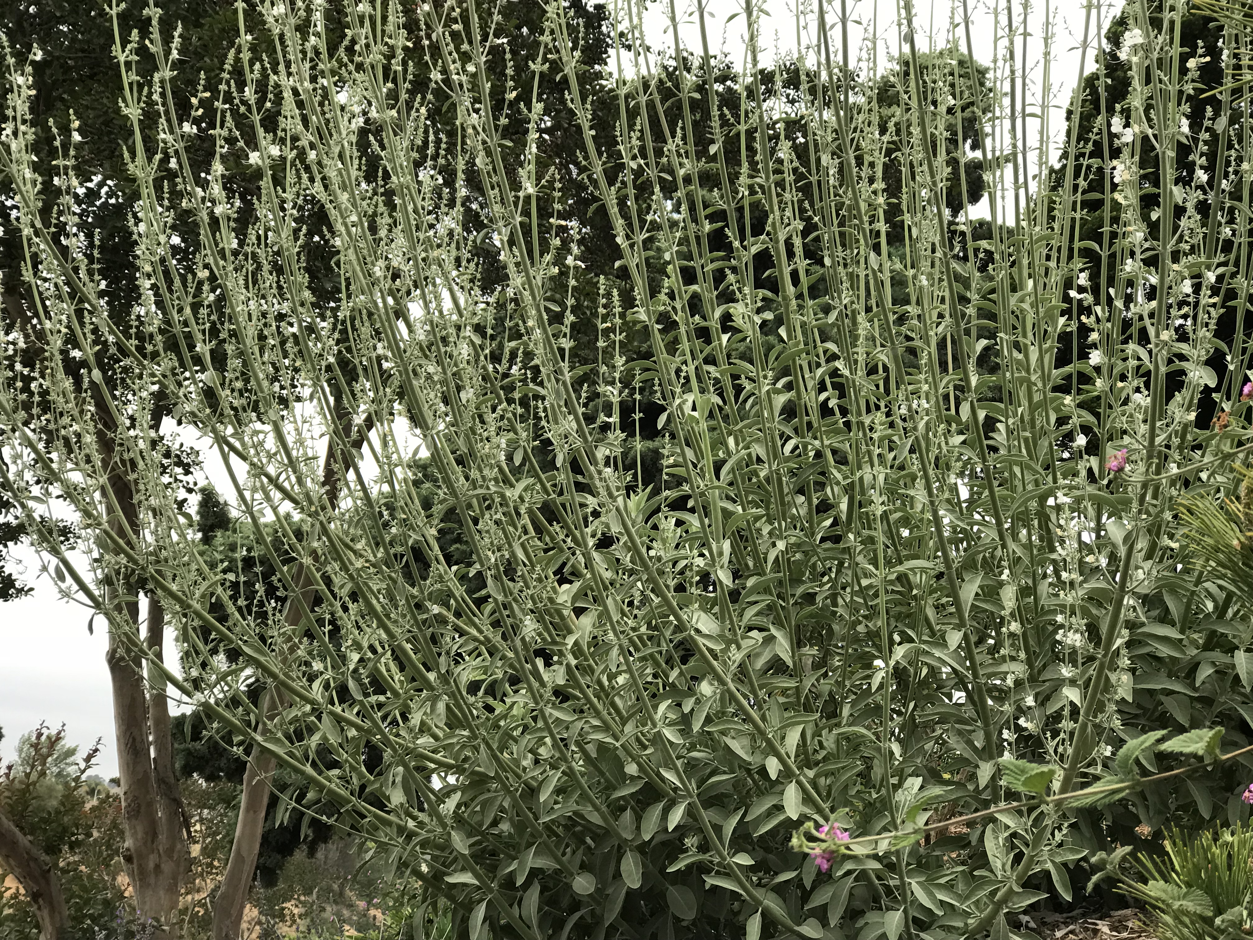 Home Grown White Sage Plant 02