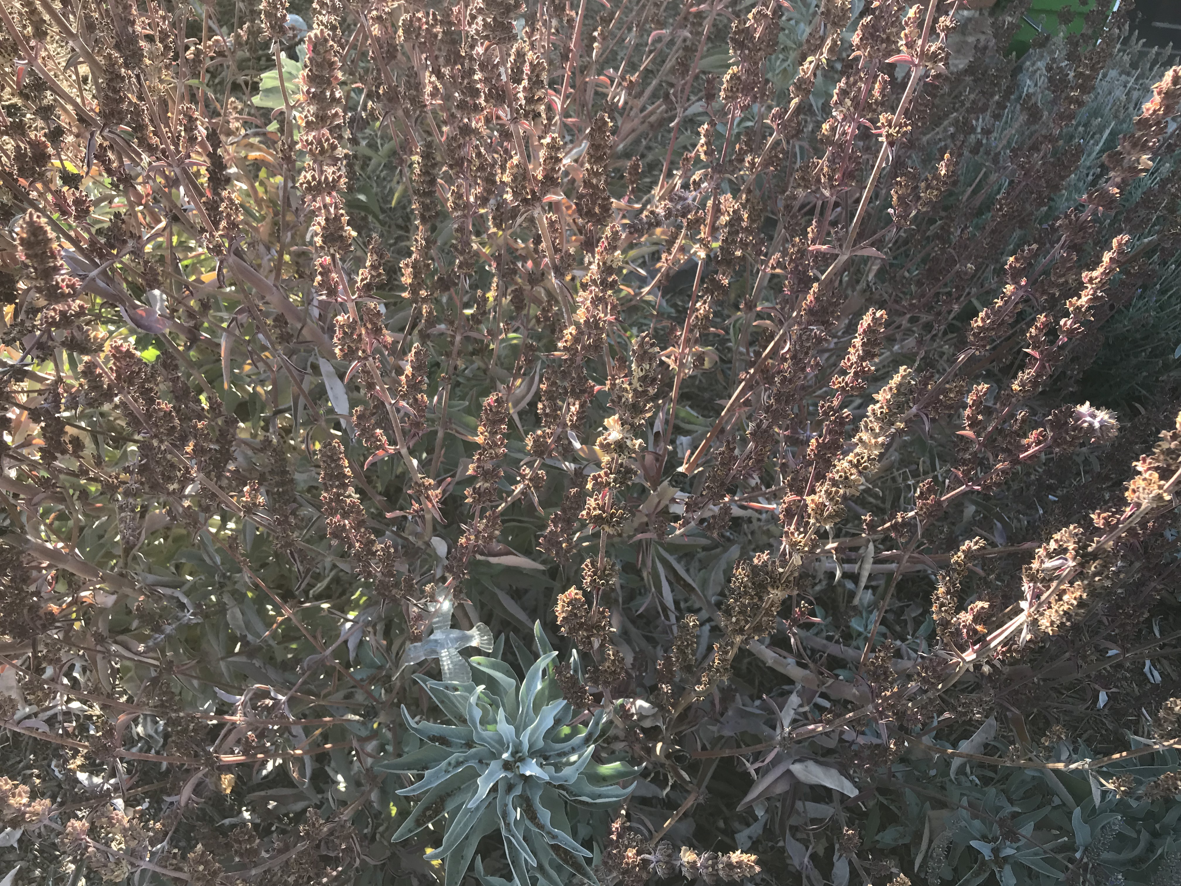 Home Grown White Sage Plant 03