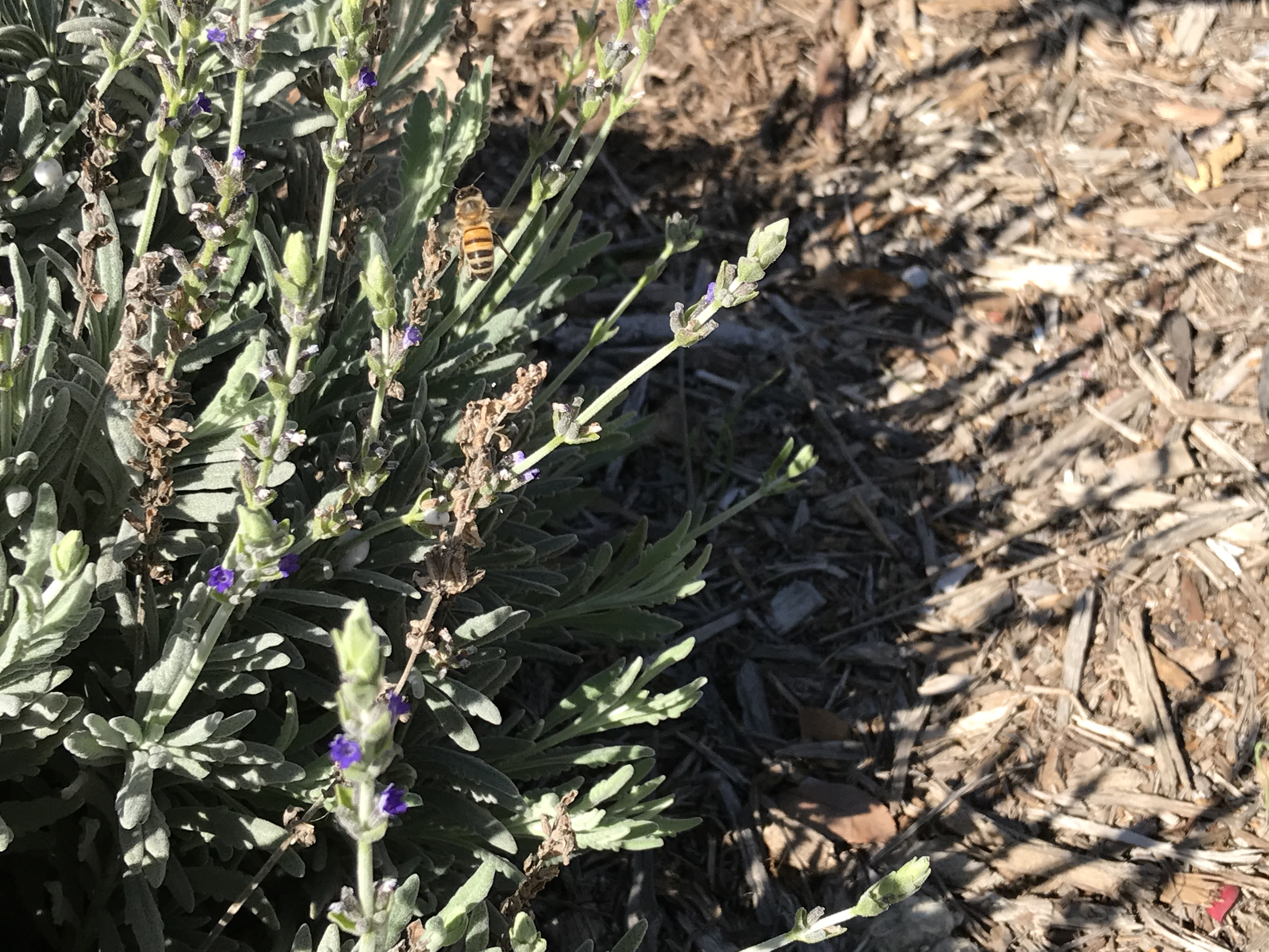 Home Grown White Sage Plant