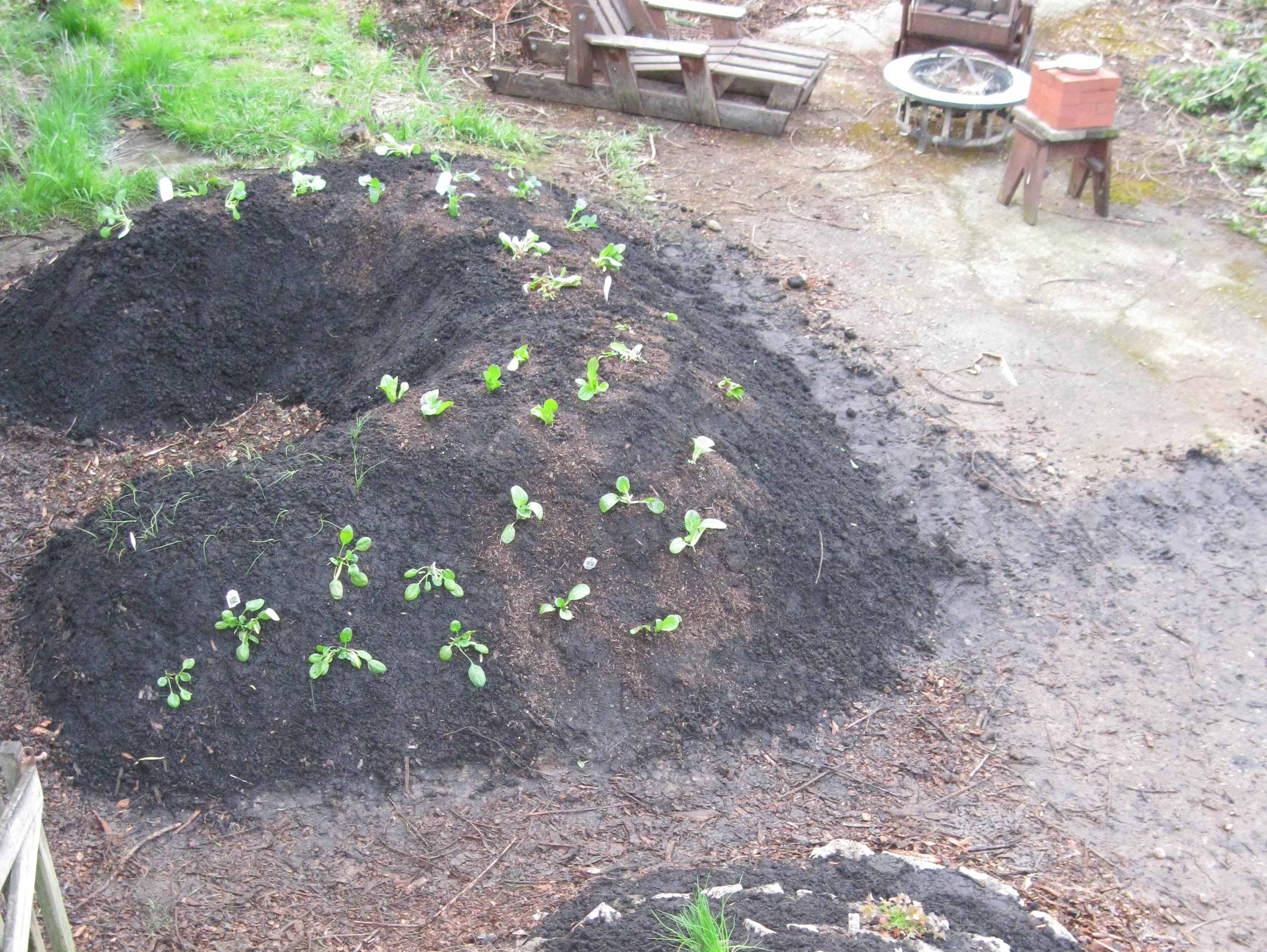 Horse Shoe Hugelkultur Mound in Backyard Food Forest Garden 01