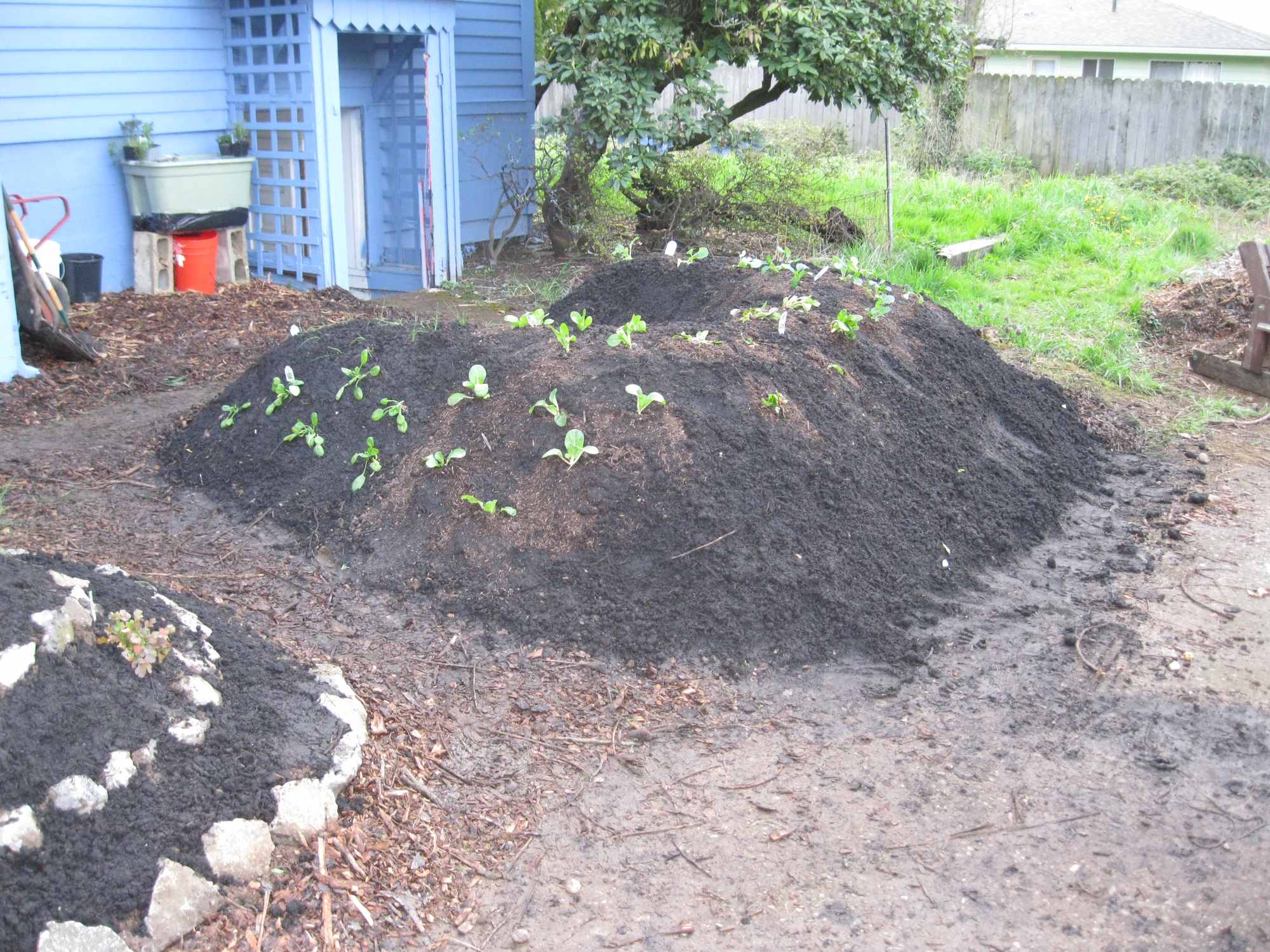 Horse Shoe Hugelkultur Mound in Backyard Food Forest Garden 03