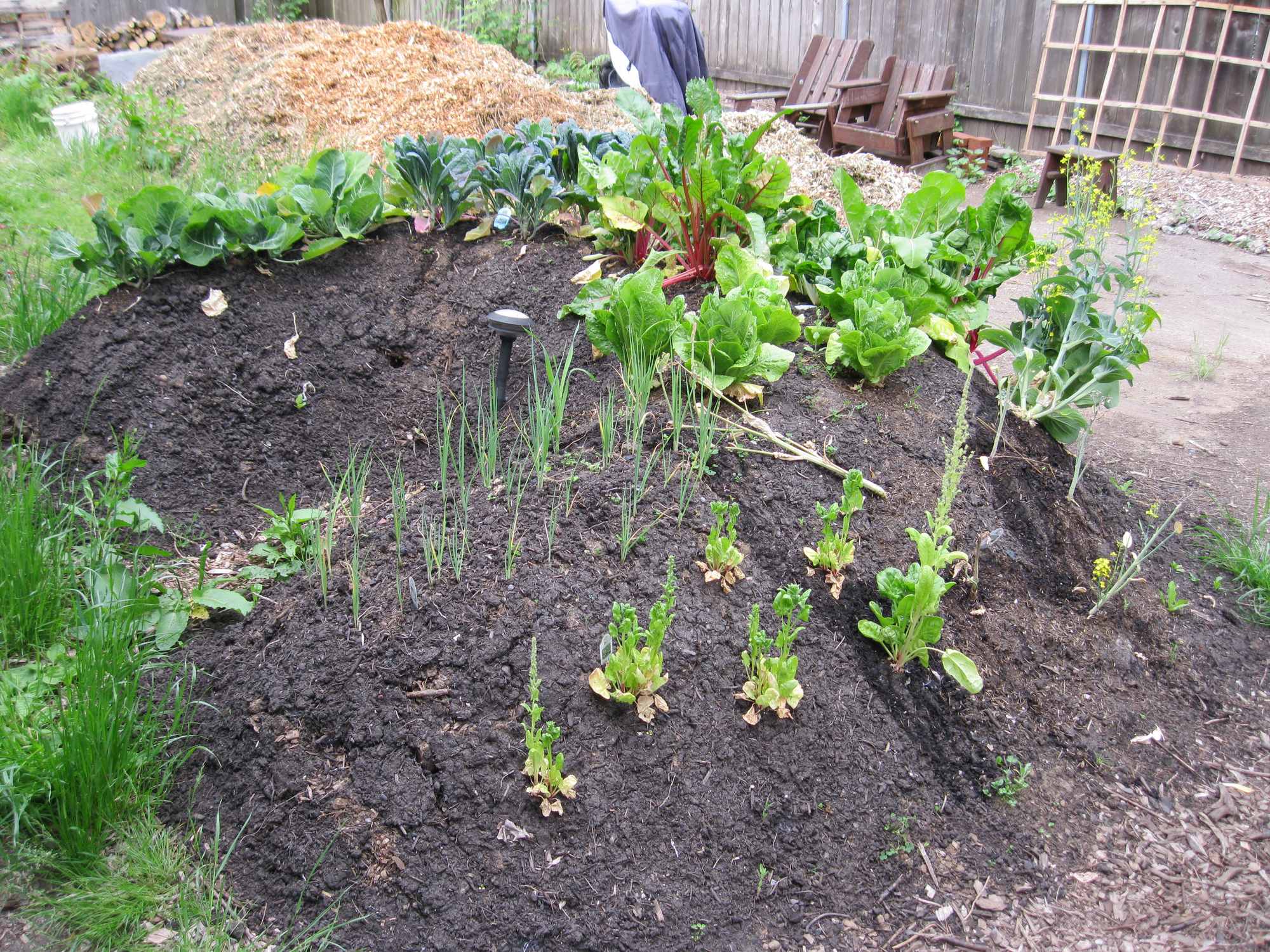 Horse Shoe Hugelkultur Mound in Backyard Food Forest Garden