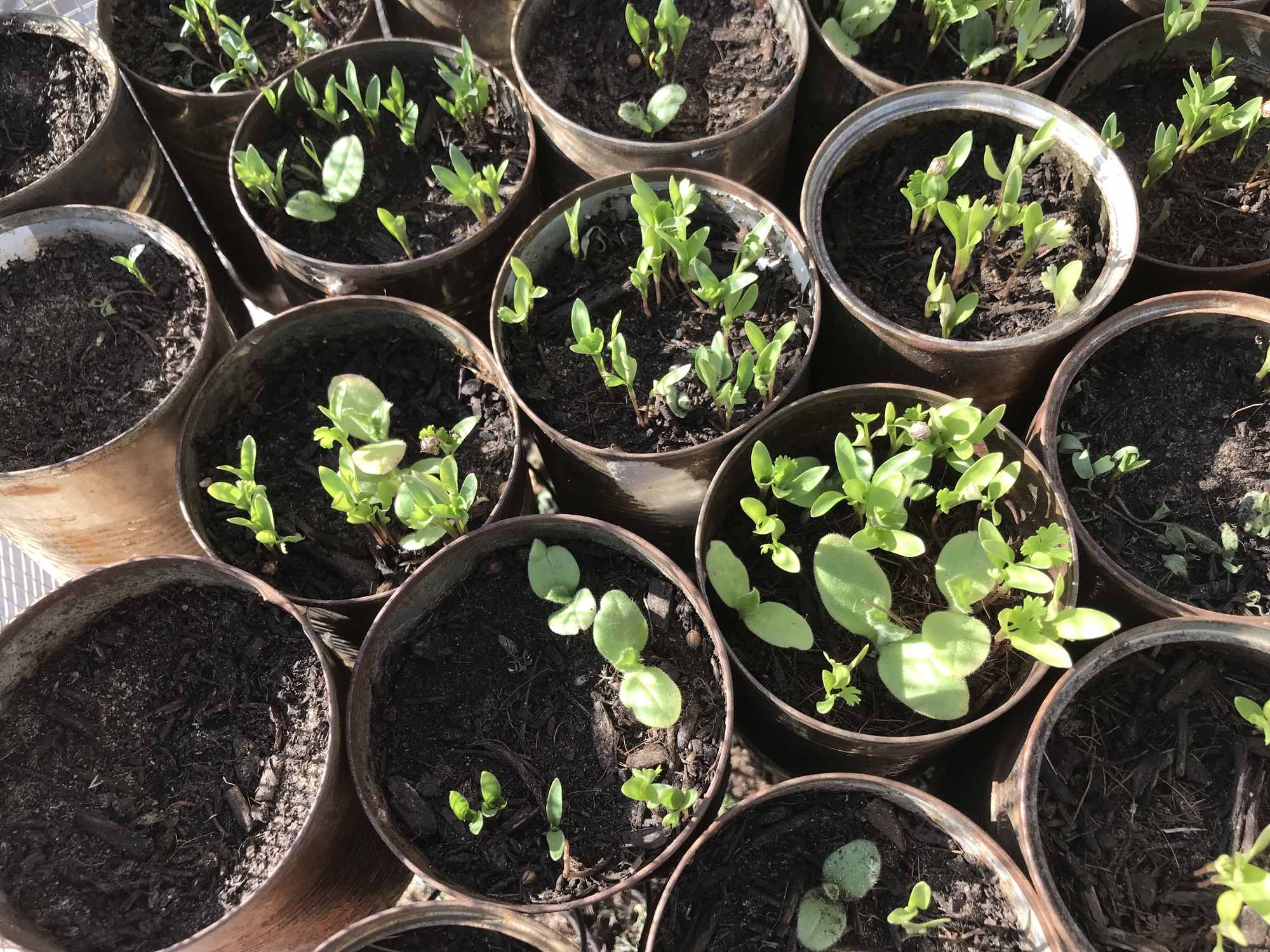 Borage Cilantro Seedlings.jpg