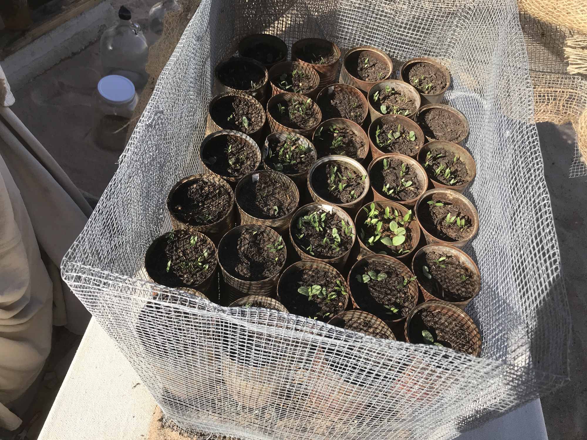 Soup Can Plant Nursery Box With Quarter Inch Hardware Cloth Borage Cilantro Seedlings