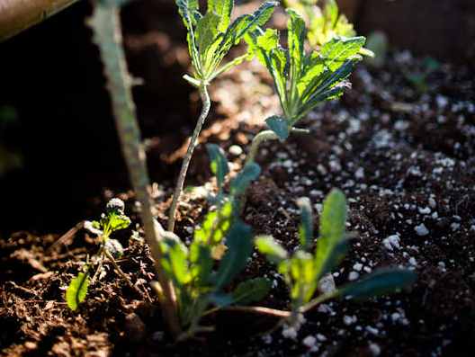 Kale Growing in the Survival Garden 02