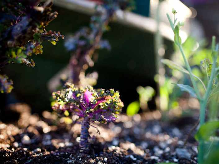 Kale Growing in the Survival Garden 03