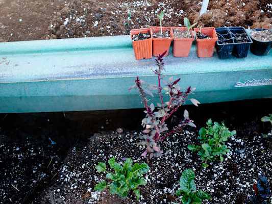 Kale Growing in the Survival Garden