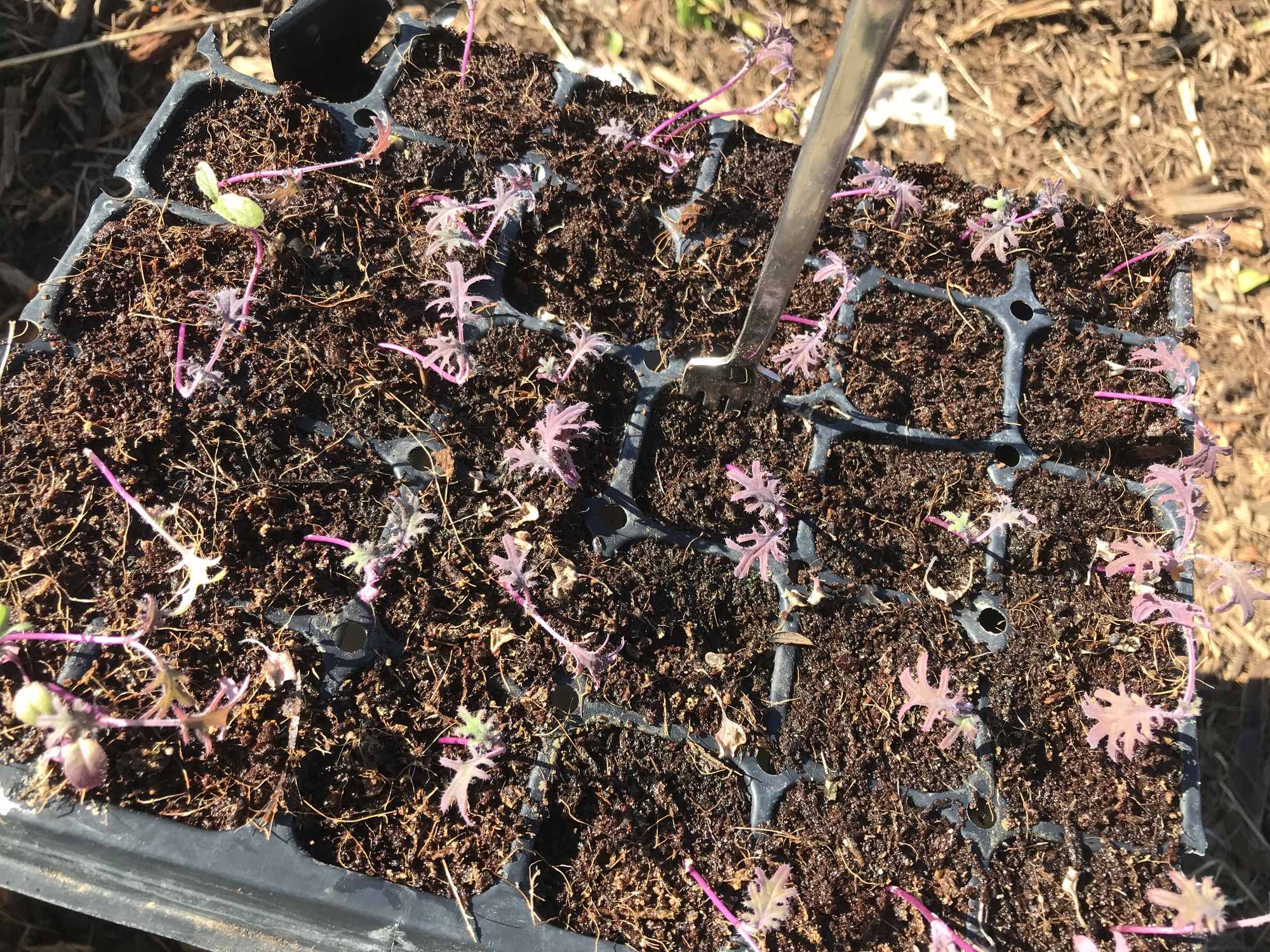 Kale Seedlings in Nursery Tray