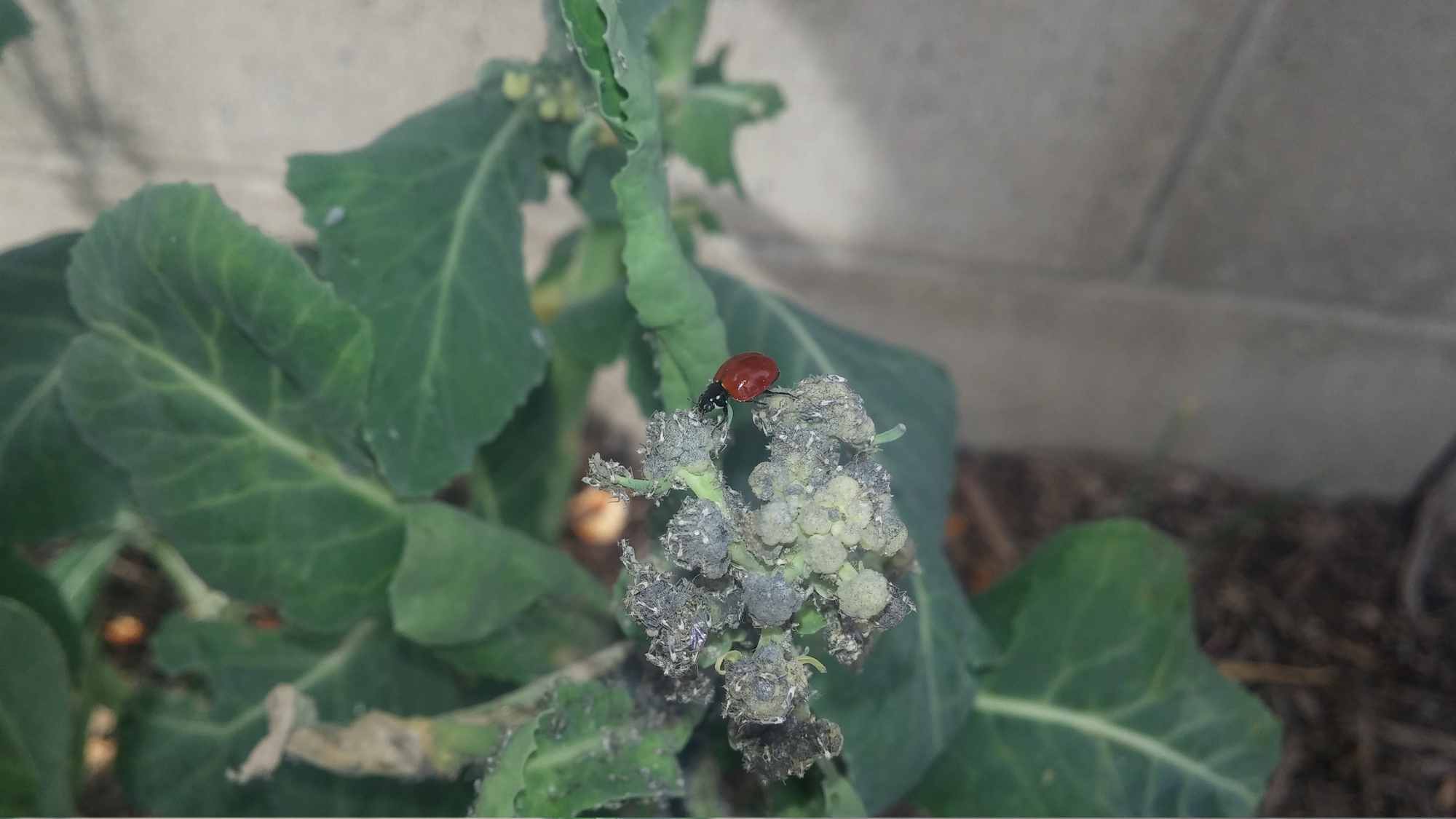 Lady Bugs Eating Aphids