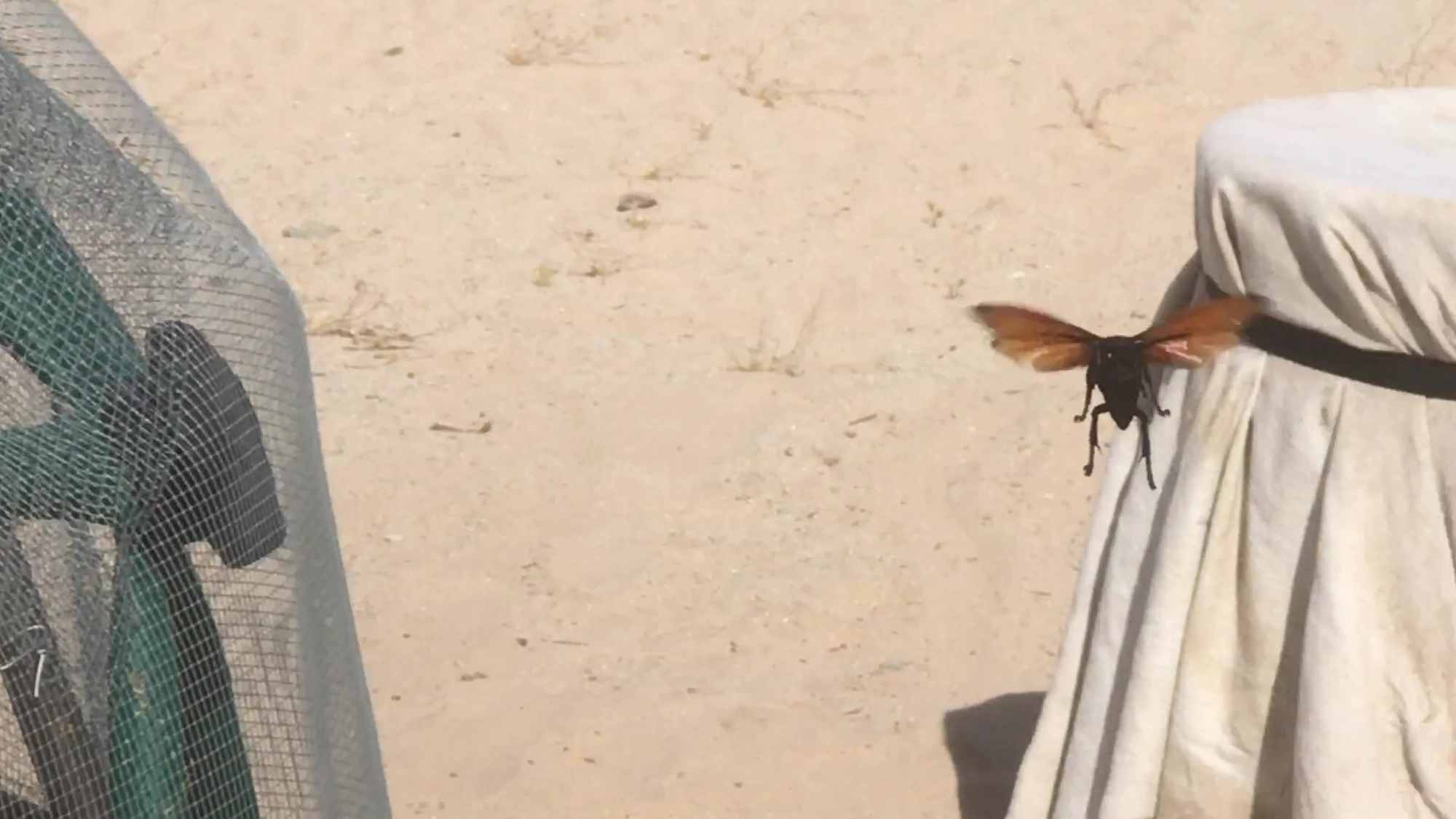 Large Black Body Orange Winged Desert Flying Insect 01