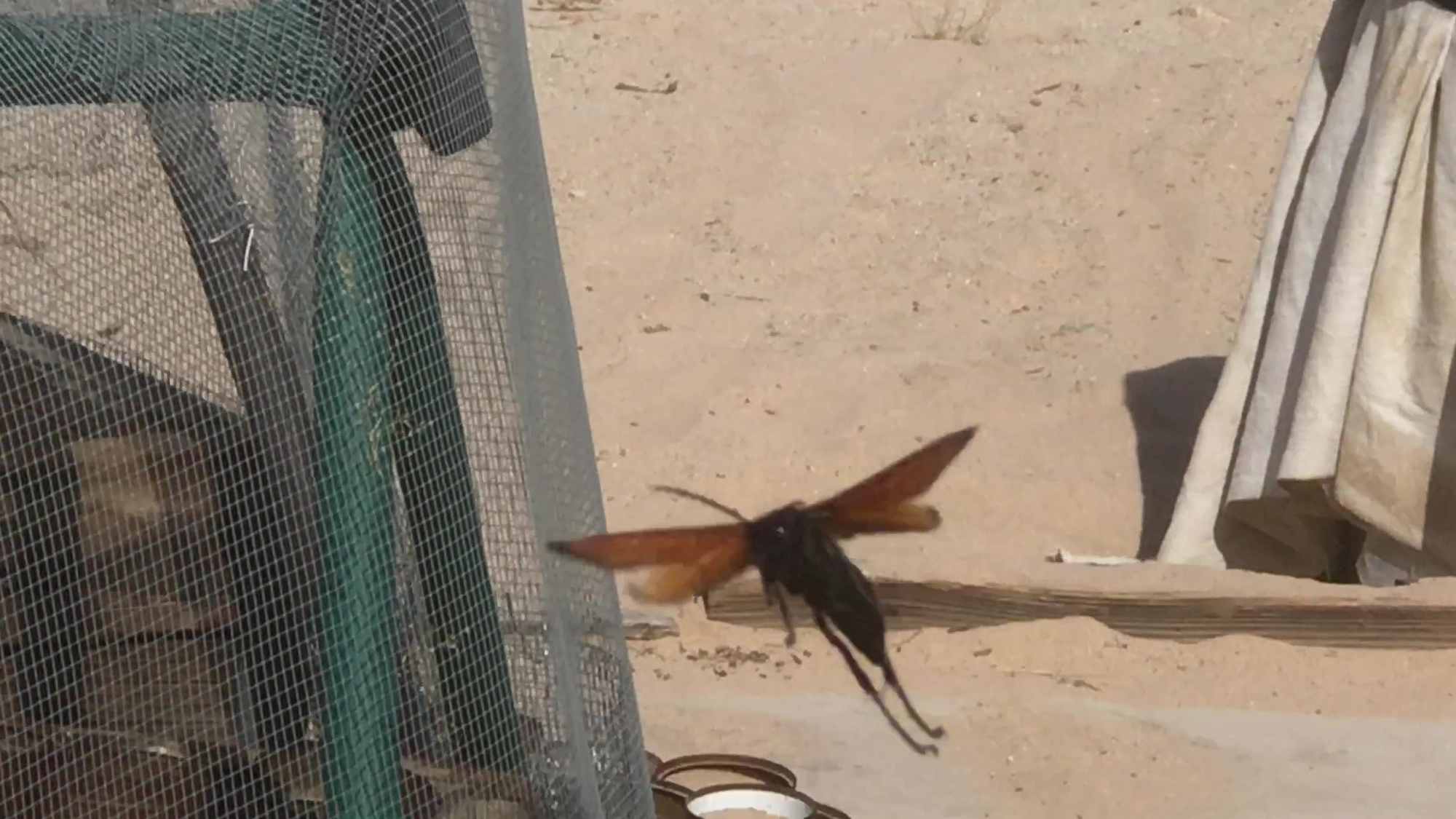 Large Black Body Orange Winged Desert Flying Insect 02