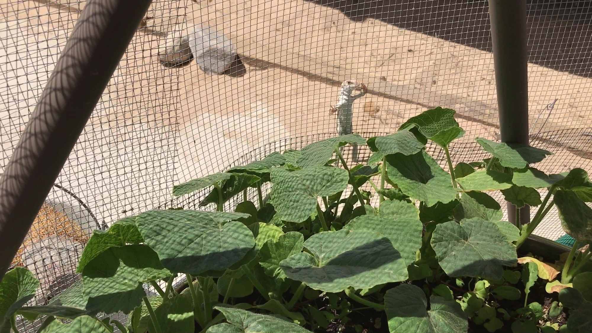 Lizard Climbs Garden Dome Mesh To Forage Pumpkin Leaves 01