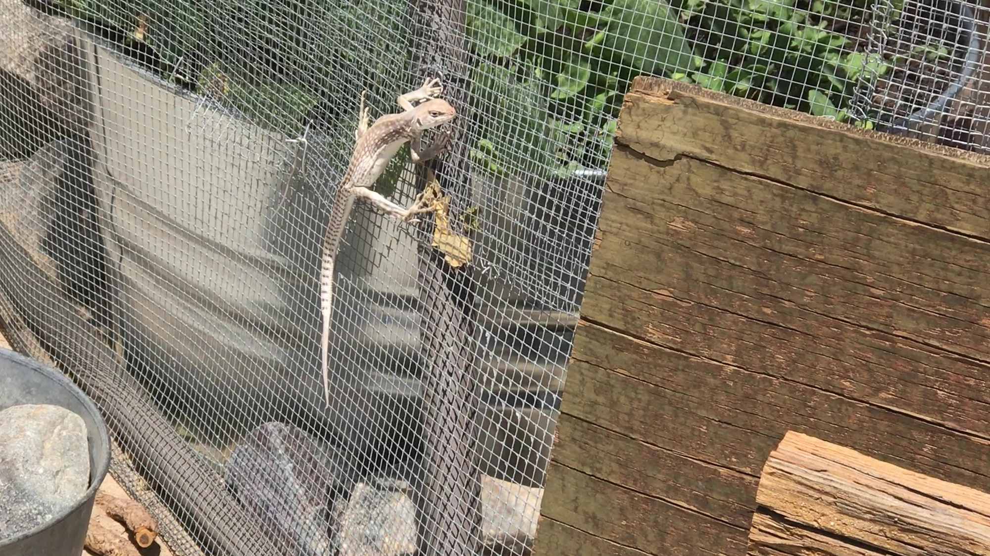 Lizard Climbs Garden Dome Mesh To Forage Pumpkin Leaves 02