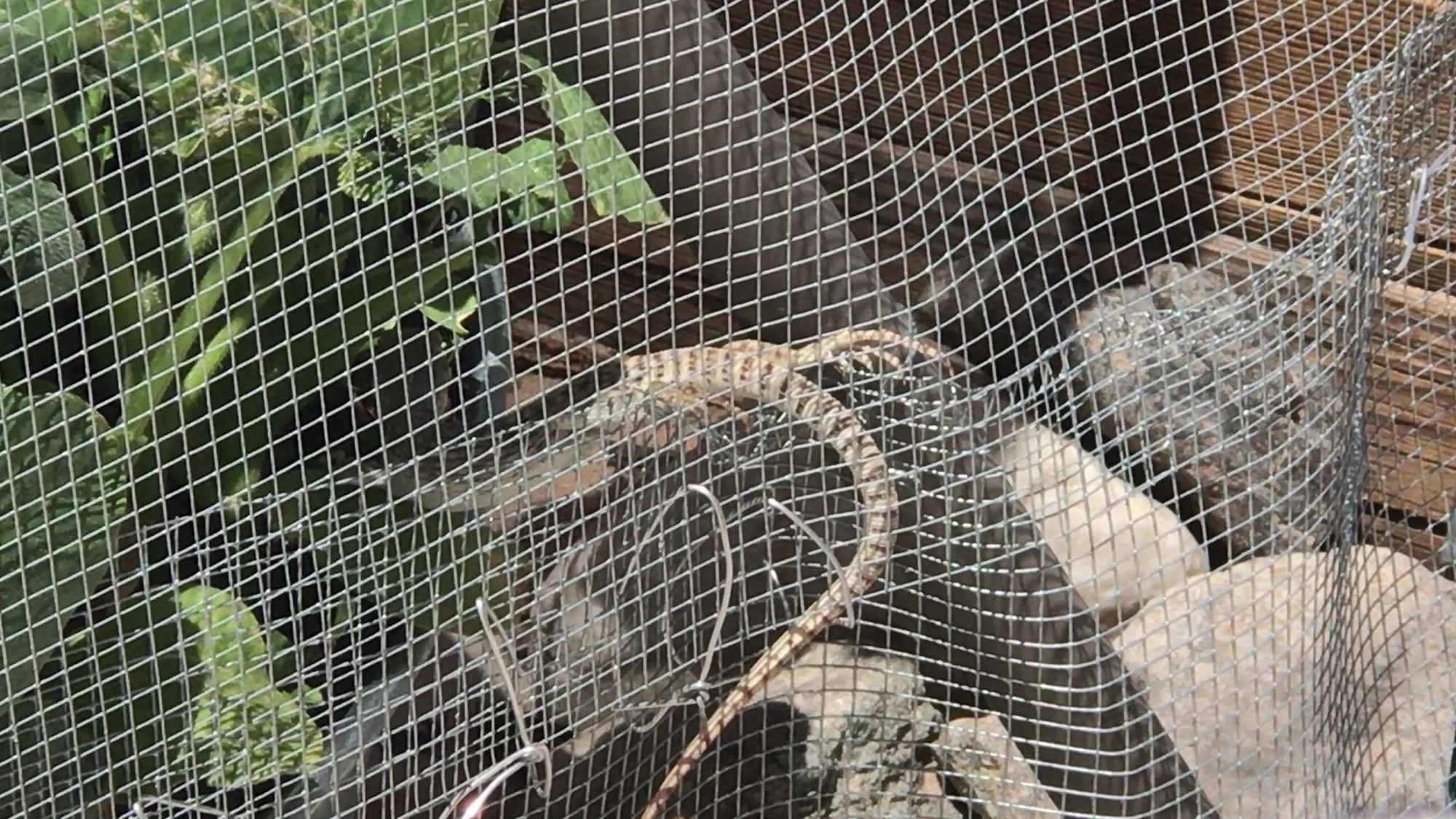 Lizard Climbs Garden Dome Mesh To Forage Pumpkin Leaves 03