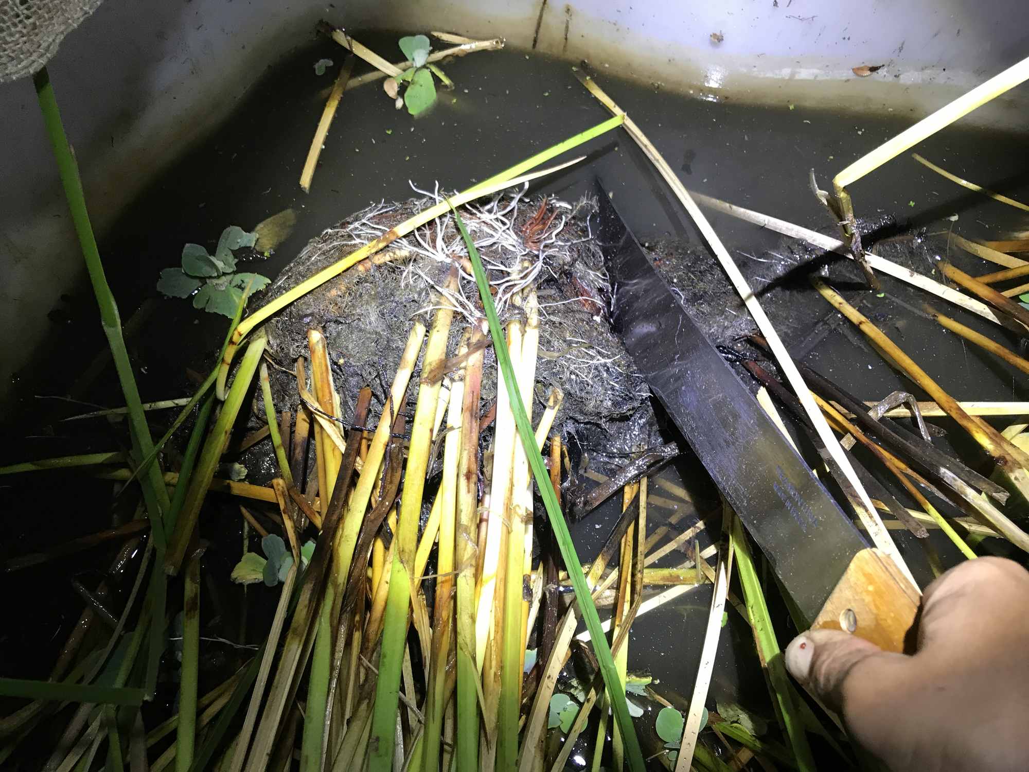 Machette Cutting Cat Tail in IBC Tote Chinampa Aquaculture Island Water Garden