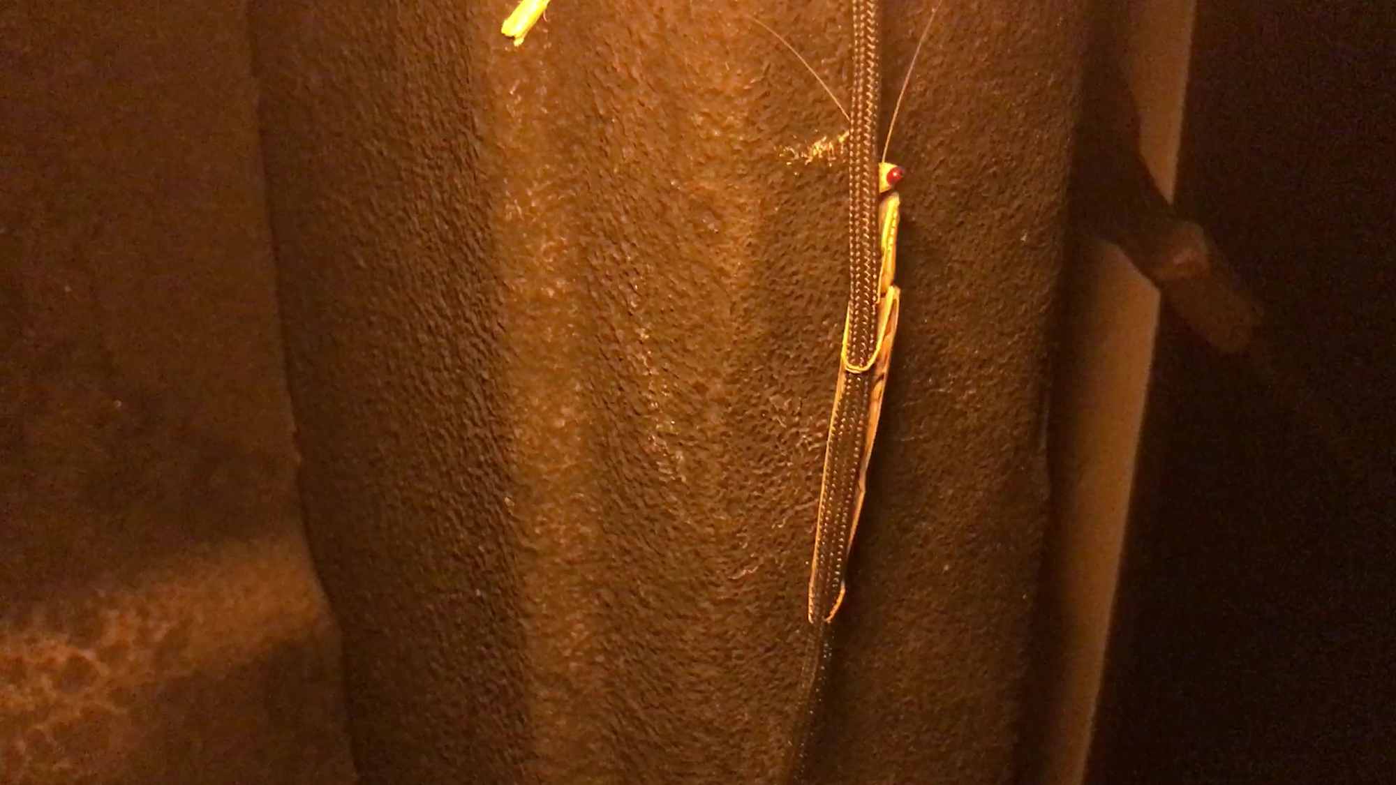 Mantis Like Insect Climbing Paracord