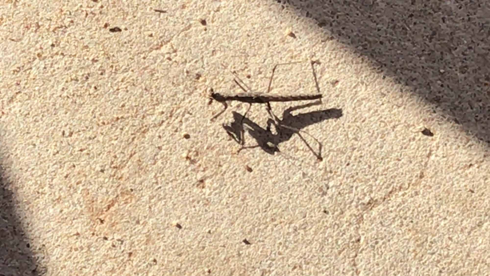 Mantis Like Insect Eating Ants