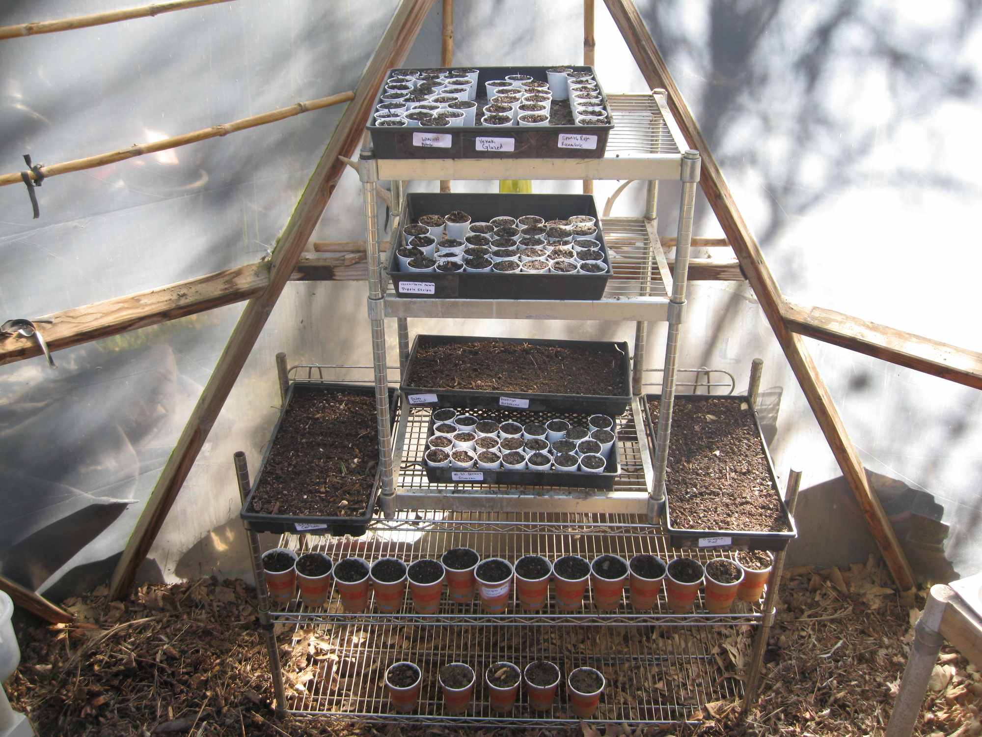 Metal Racks in the Nursery with Small Cups to Start Garlic Bulbs