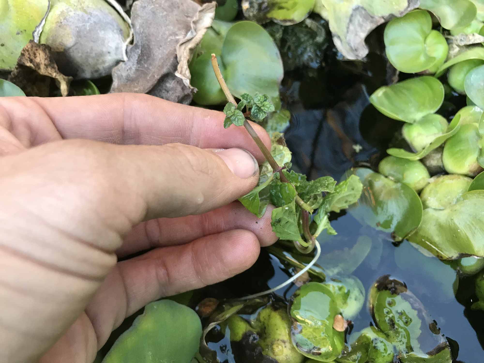 Mint in IBC Tote Chinampa Aquaculture Island Water Gardens 01