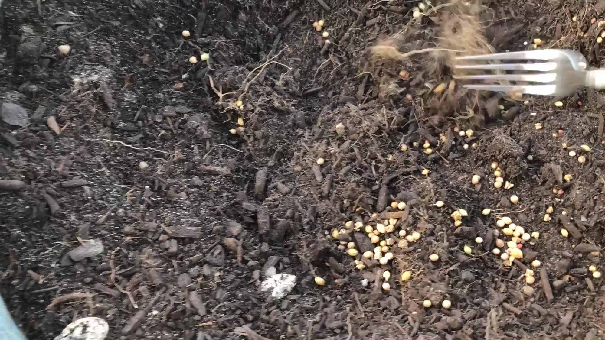 Mixing And Planting Herbs Greens And Root Crops Ahead of Rain After the First Wild Seedlings Sprouted