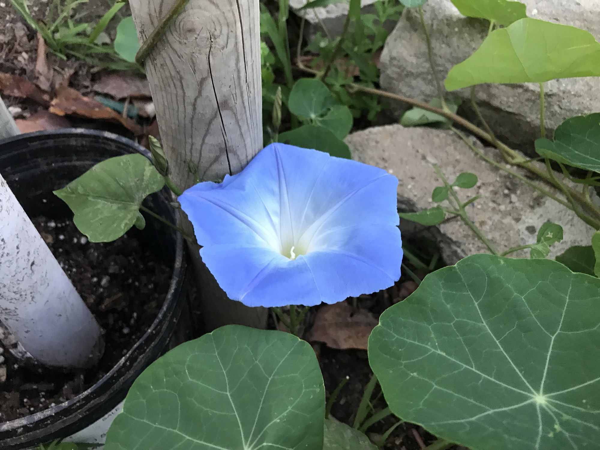 Morning Glory Flower