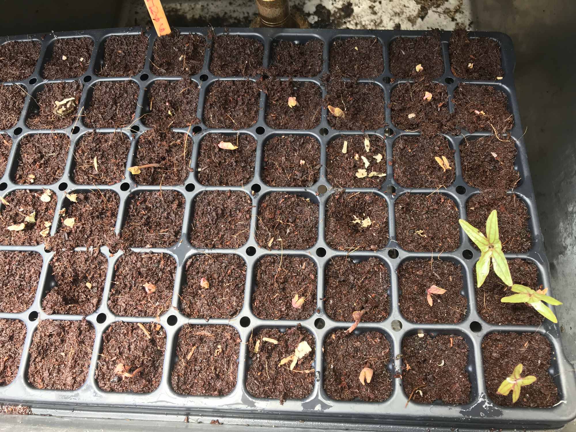 Morning Glory Nursery Seedling Tray