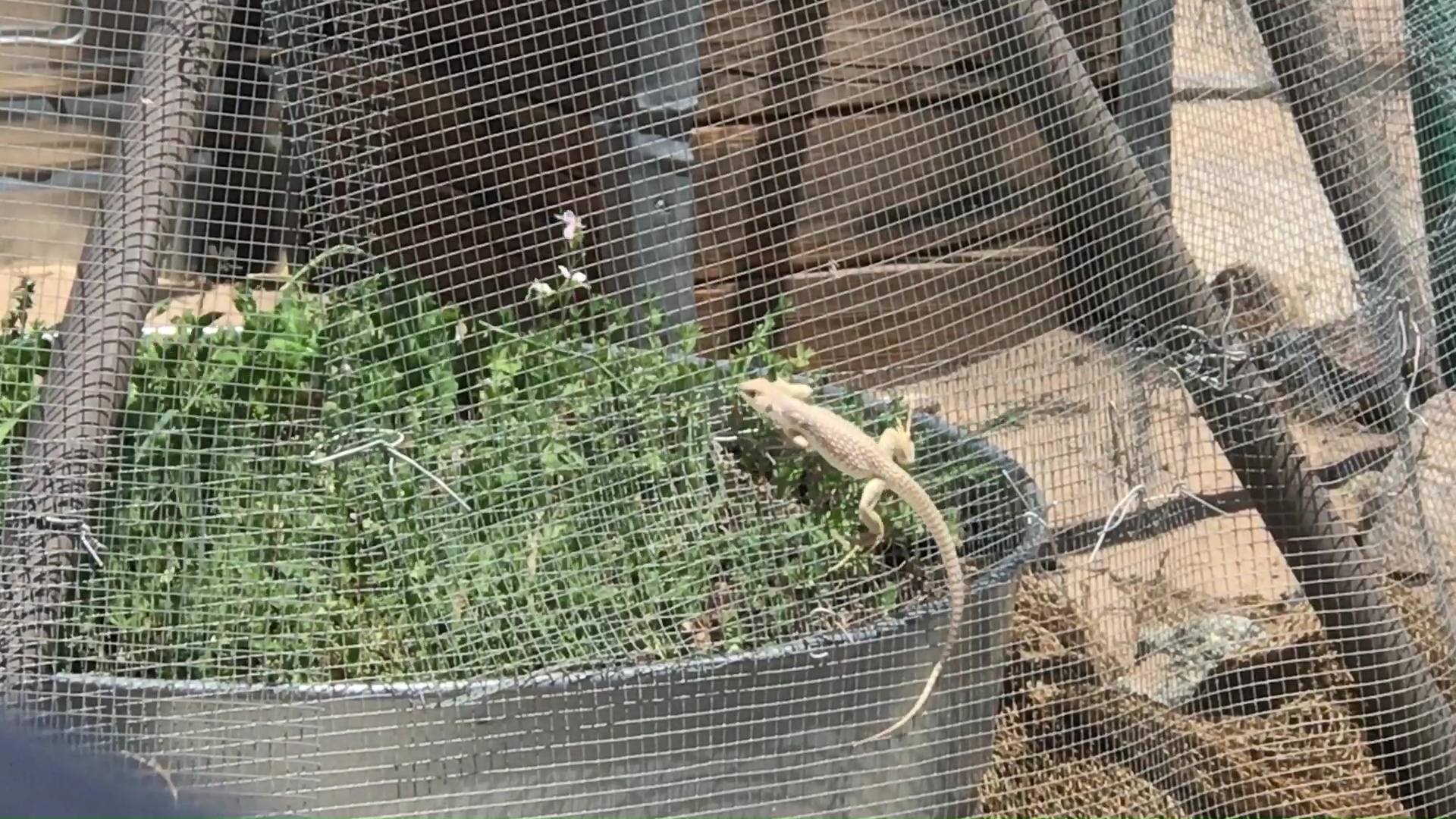 Ninja Lizard Climbs Bonsai Food Forest Garden Dome Hardware Cloth In Attempt To Eat Fresh Greens