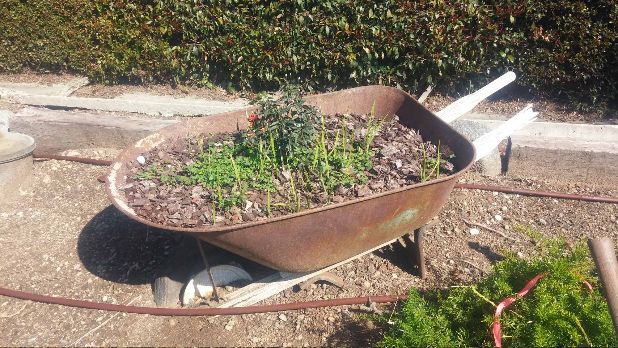 Old Wheel Barrow Planter Garden