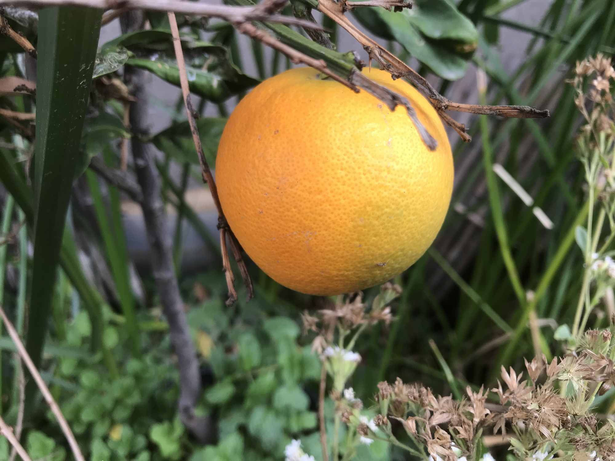 Orange Tree in IBC Tote Chinampa Aquaculture Island Water Garden