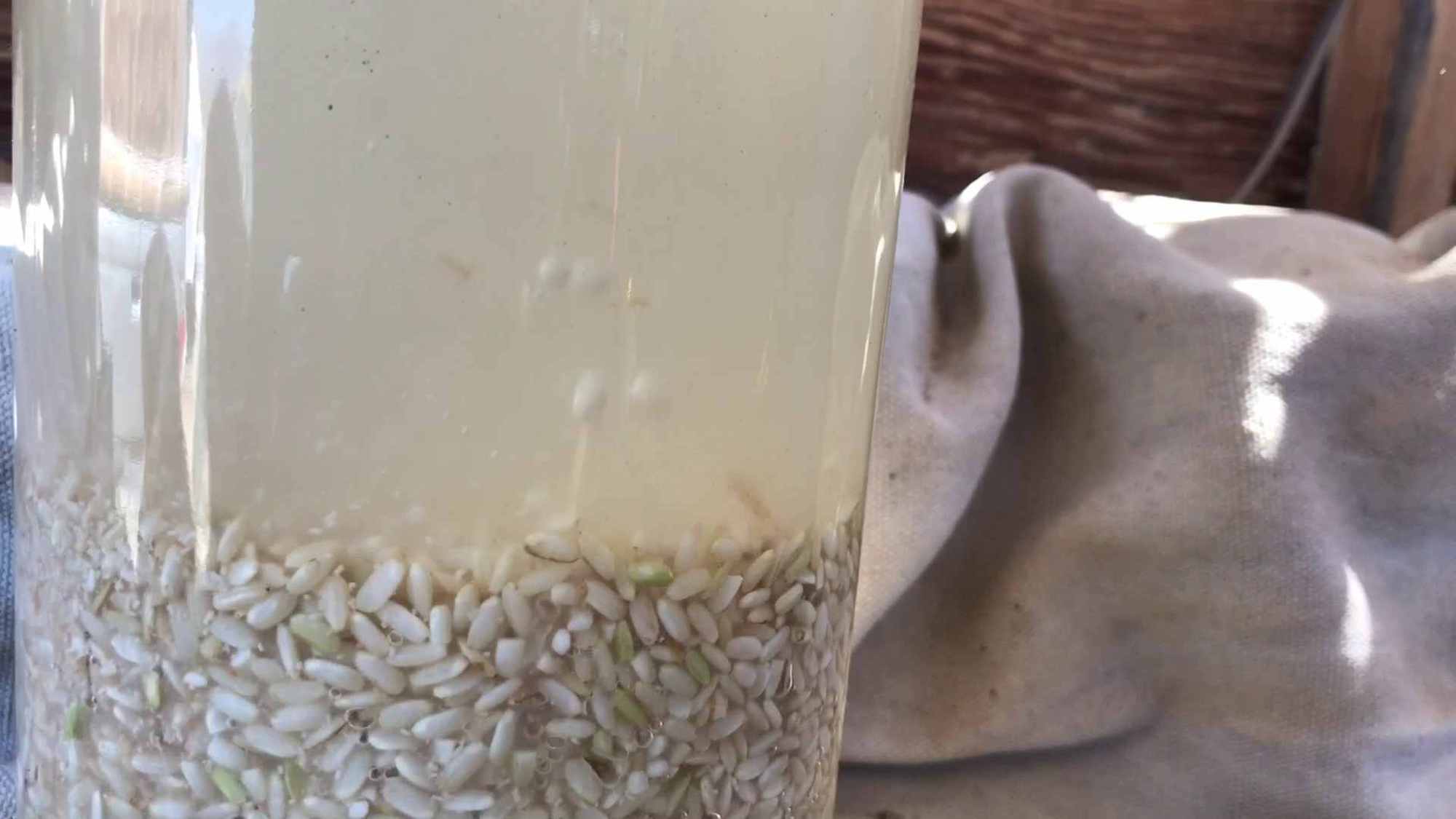 Organic Short Grain Brown Rice Wine Alcohol Homebrew Fermentation Experiment