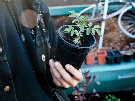 Outdoor Nursery Potted Tomato Plant