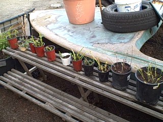 Outdoor Nursery Wood Frame Potting Up Seedling Shelves