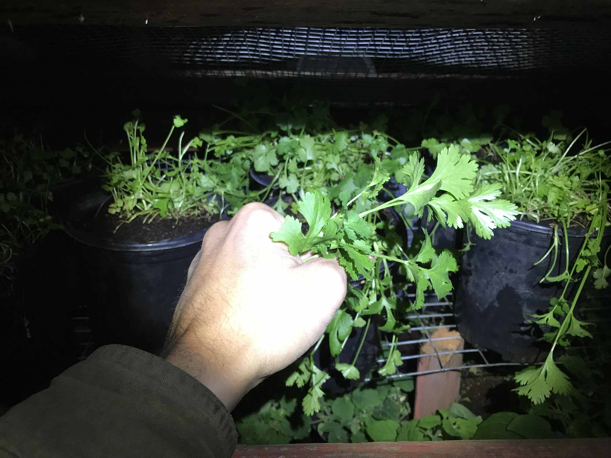 Parsley Harvest