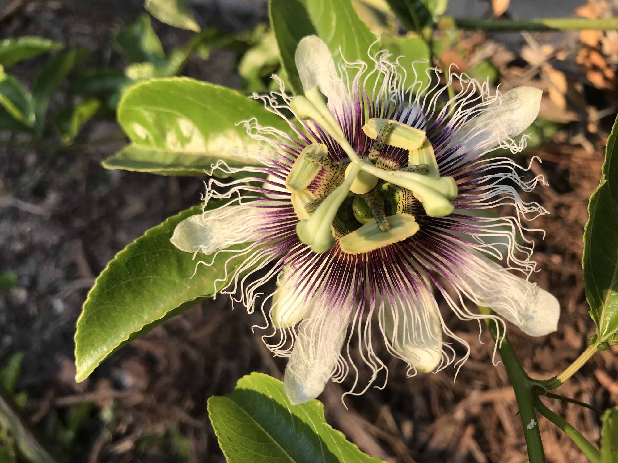 Passion Fruit Flower