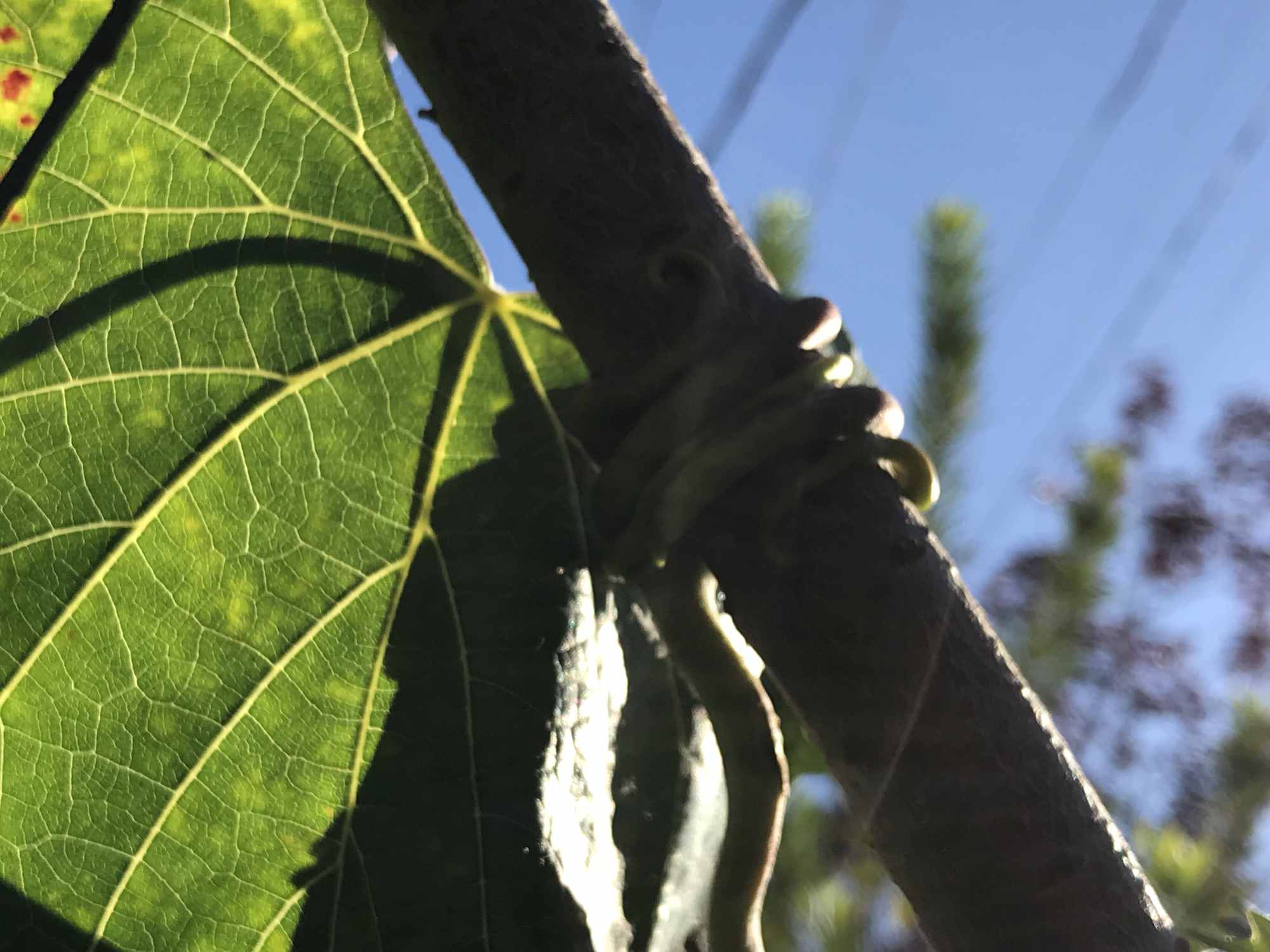 Passion Fruit Vine Wrapping Around Pole