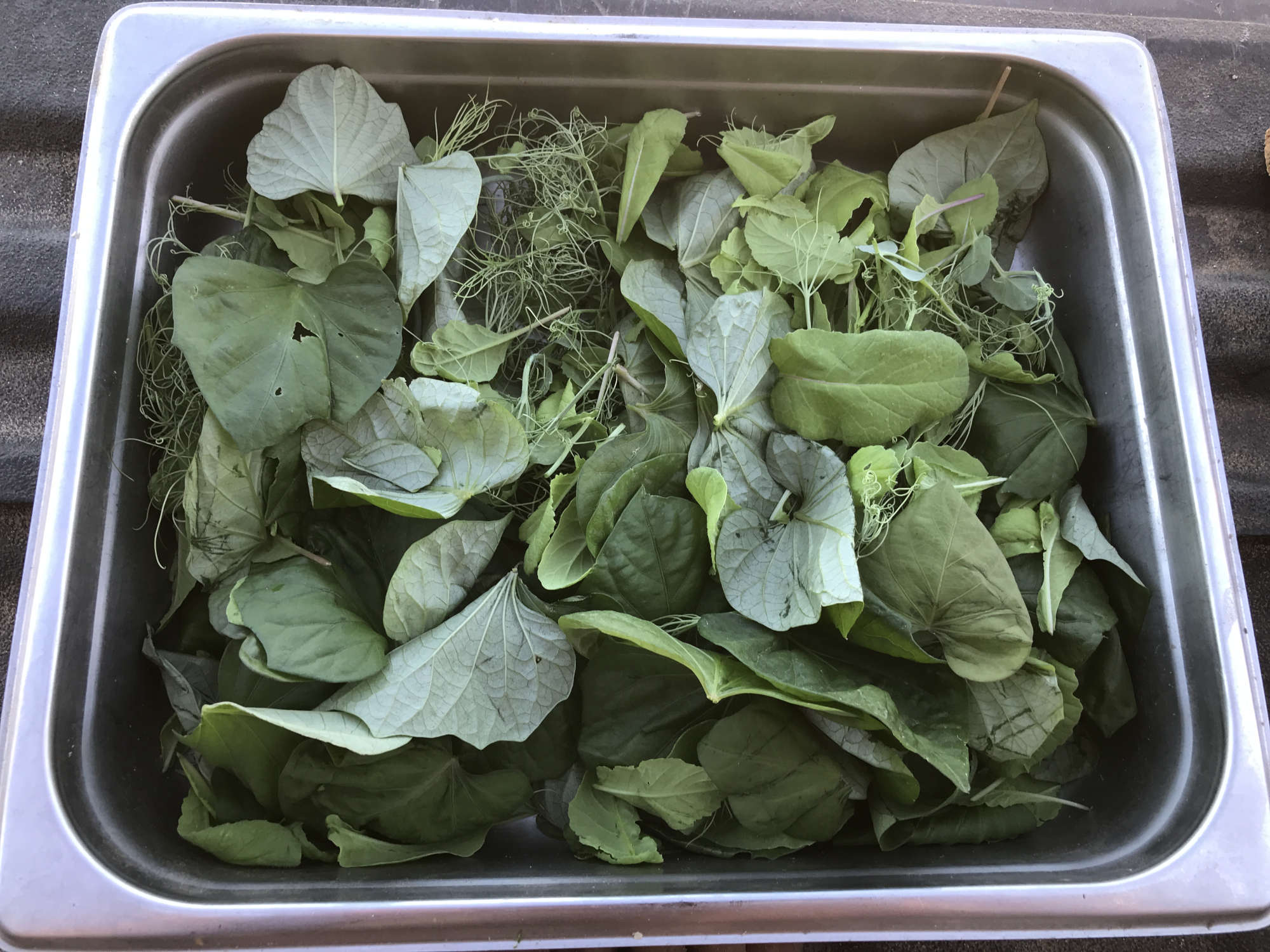 Pea Radish and Sweet Potatoe Greens from a Fresh Garden Harvest