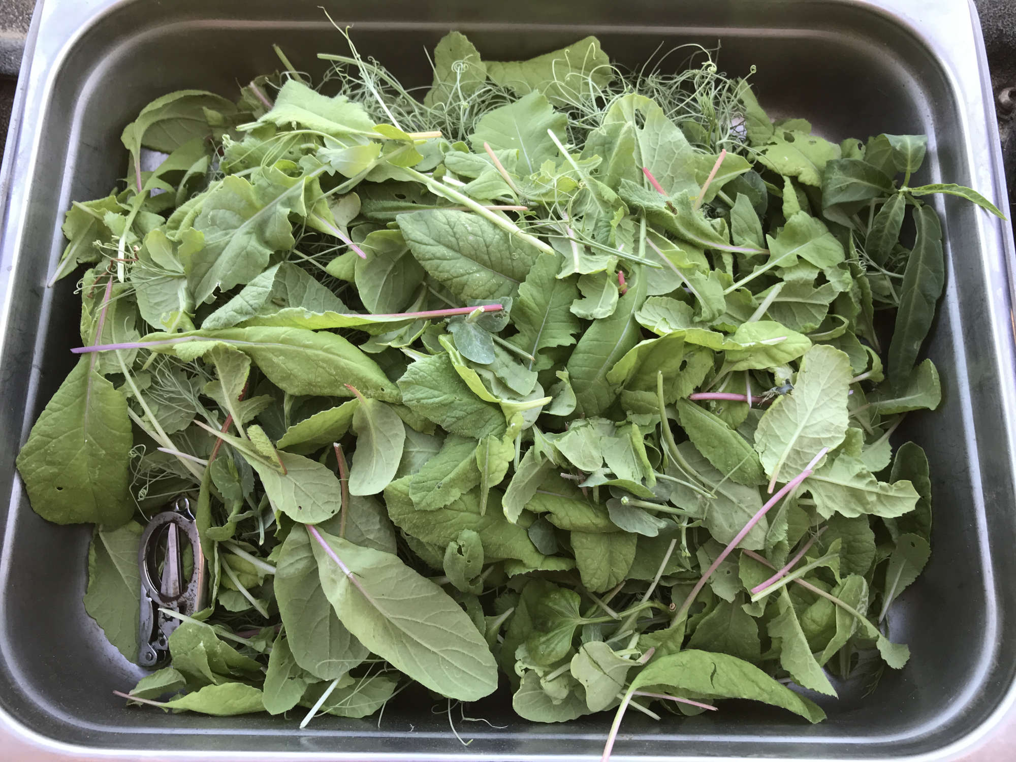 Pea and Radish Greens from Fresh Garden Harvest